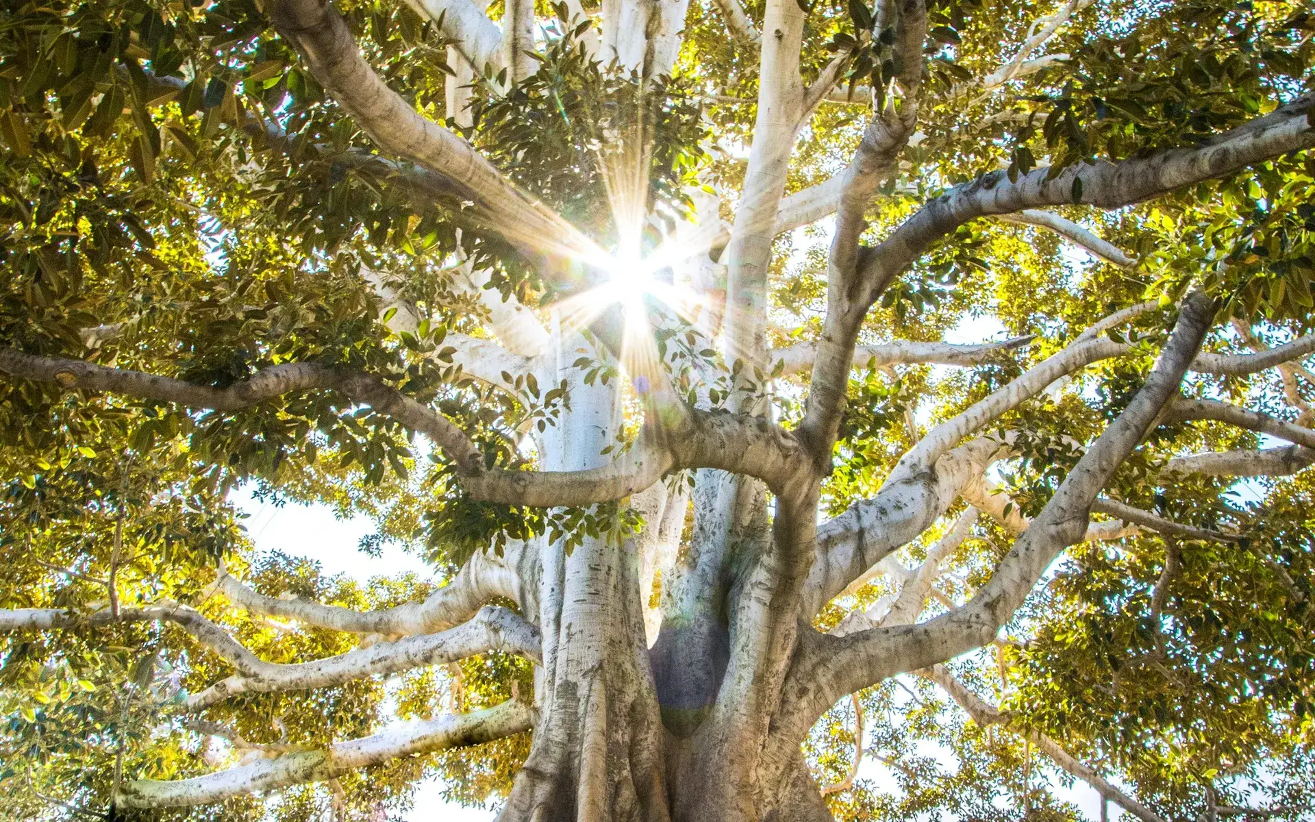 Sunlight breaking through a tree canopy
