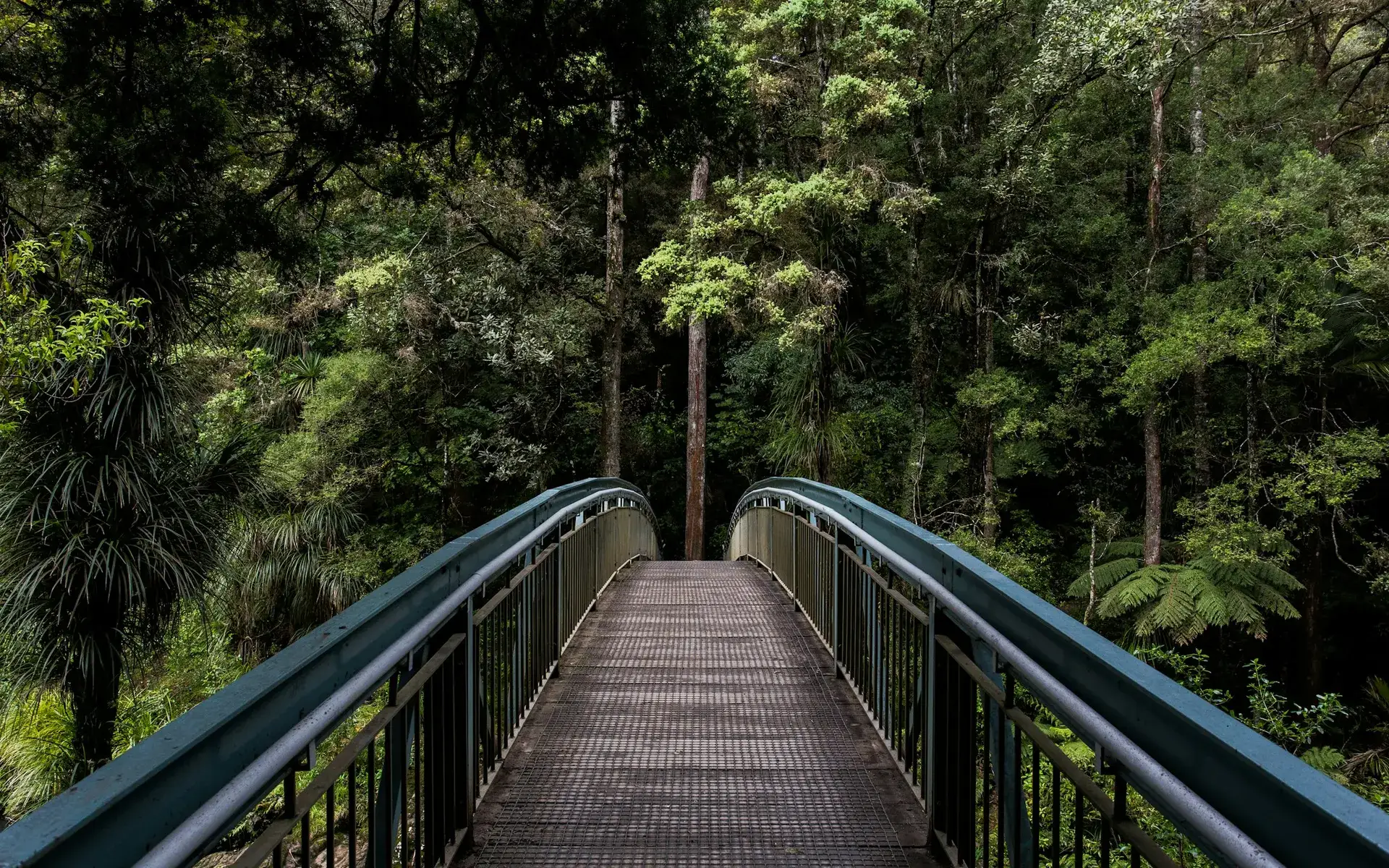 A quiet bridge crossing through a green forest