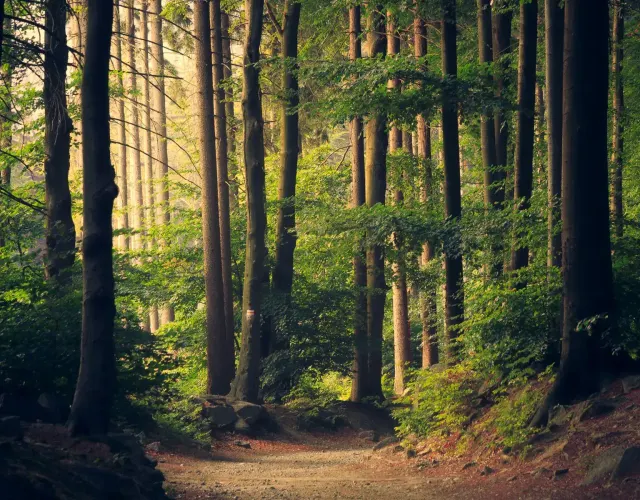 Sunlit forest path
