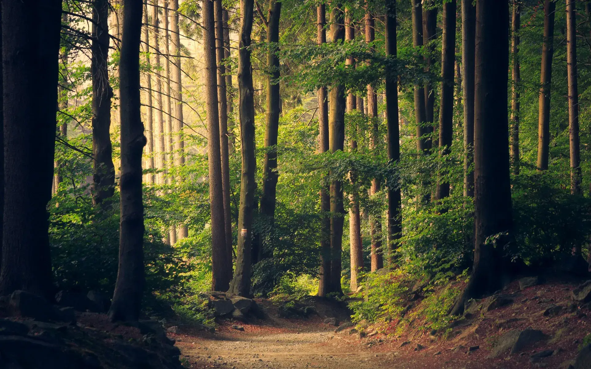 Sunlit forest path