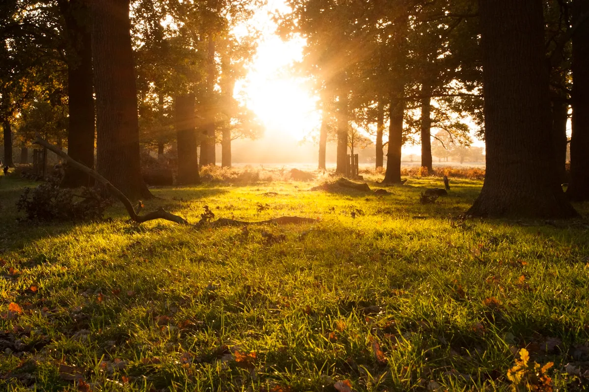 Warm sunlight breaking through a peaceful forest grove